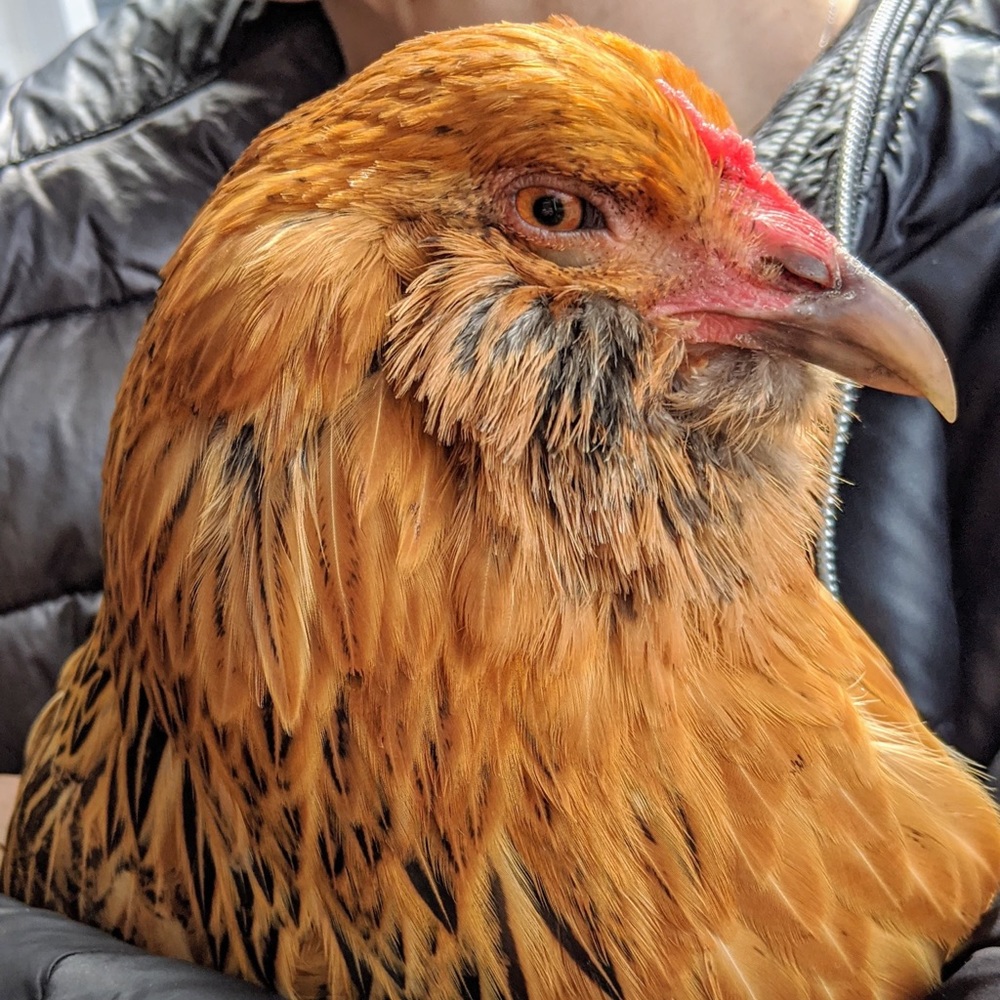 Meet your Posher, Avery